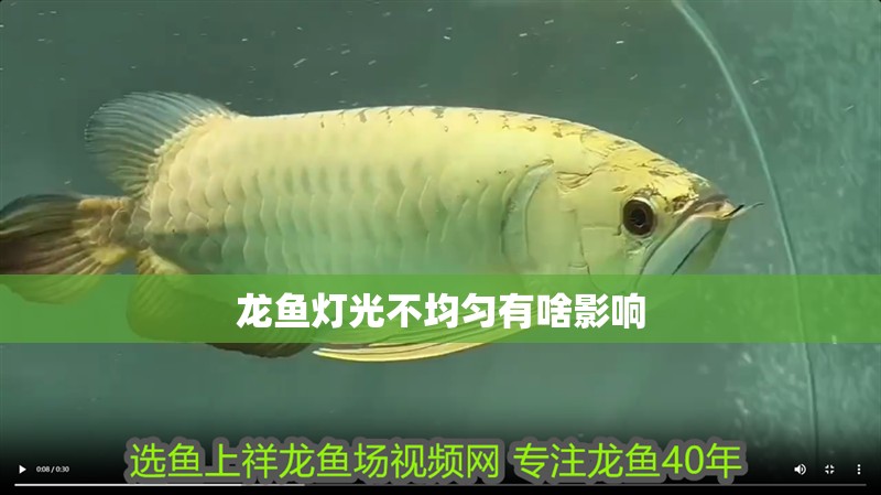 龍魚燈光不均勻有啥影響