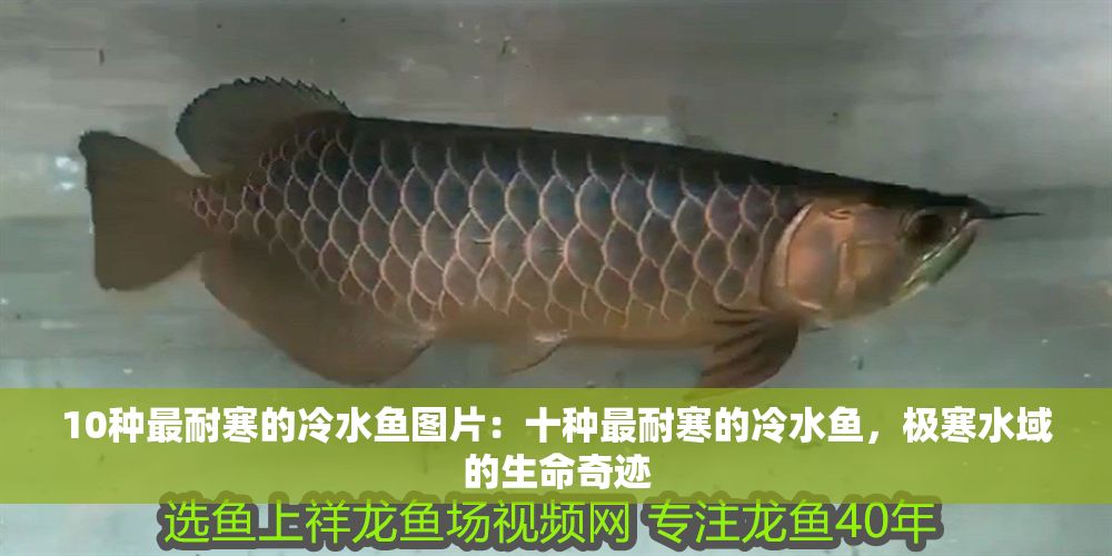 10種最耐寒的冷水魚圖片：十種最耐寒的冷水魚，極寒水域的生命奇跡