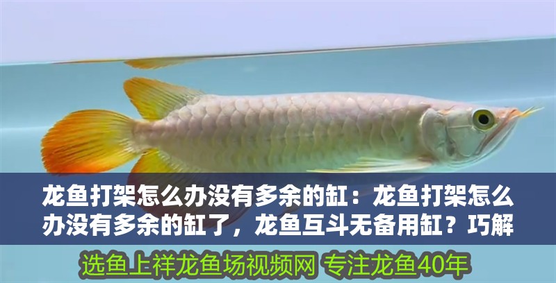 龍魚打架怎么辦沒有多余的缸：龍魚打架怎么辦沒有多余的缸了，龍魚互斗無備用缸？巧解同缸相爭