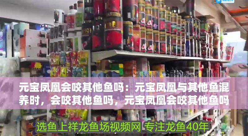 元寶鳳凰會咬其他魚嗎：元寶鳳凰與其他魚混養時，會咬其他魚嗎，元寶鳳凰會咬其他魚嗎