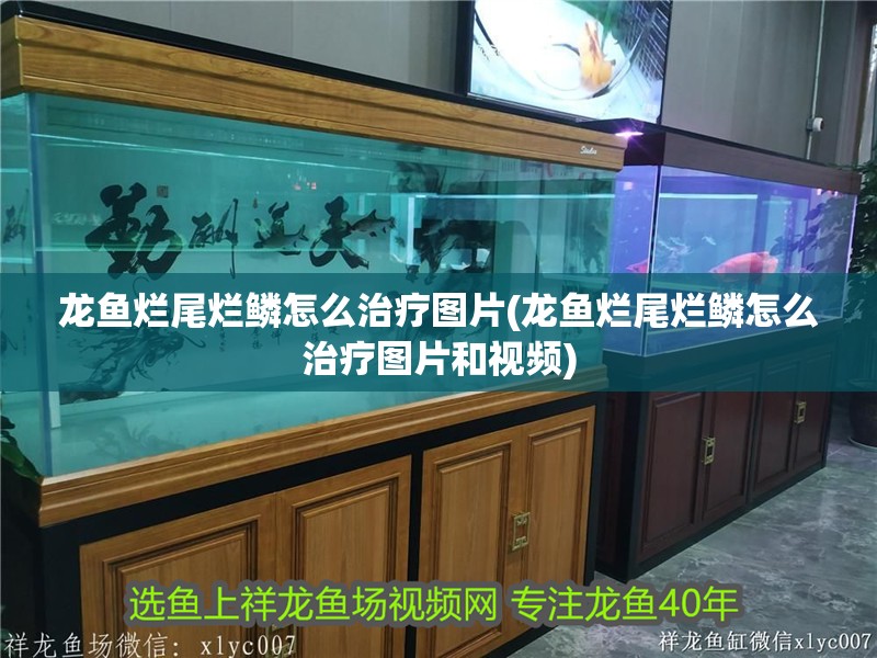 龍魚爛尾爛鱗怎么治療圖片(龍魚爛尾爛鱗怎么治療圖片和視頻)
