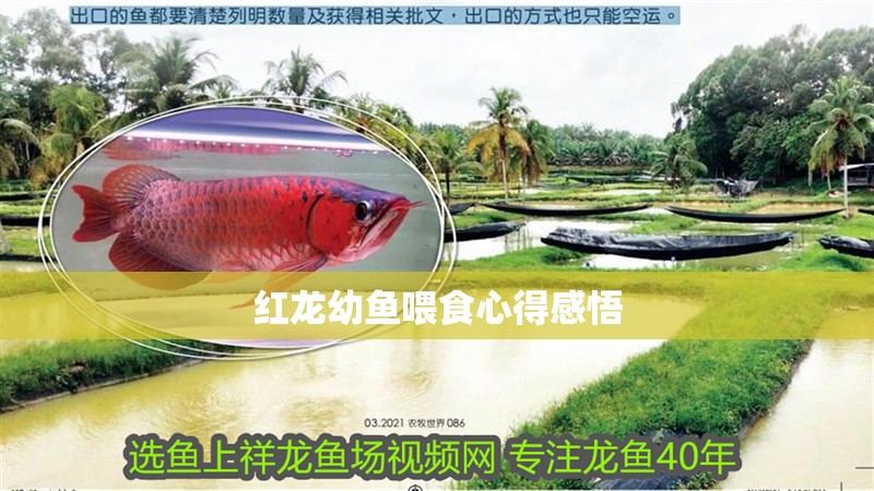 紅龍幼魚喂食心得感悟