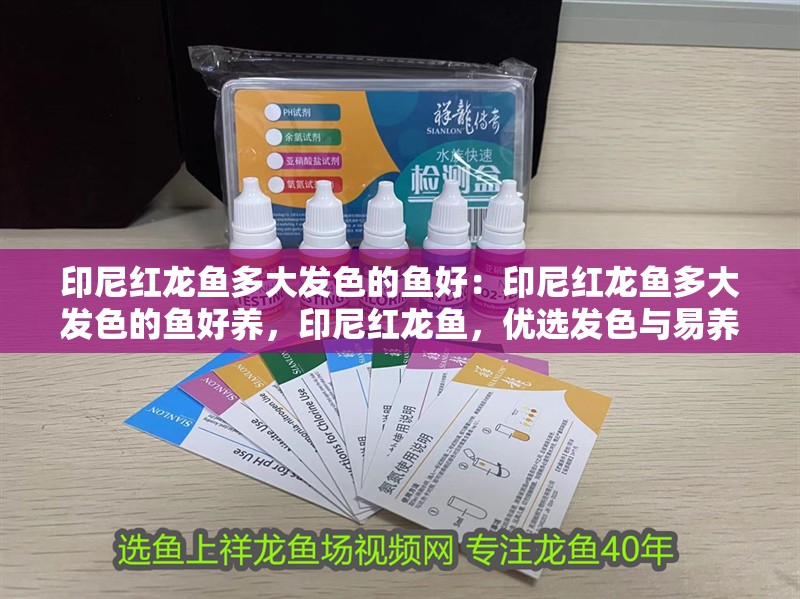 印尼紅龍魚多大發(fā)色的魚好：印尼紅龍魚多大發(fā)色的魚好養(yǎng)，印尼紅龍魚，優(yōu)選發(fā)色與易養(yǎng)品種解析