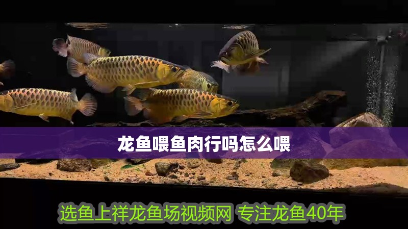 龍魚喂魚肉行嗎怎么喂
