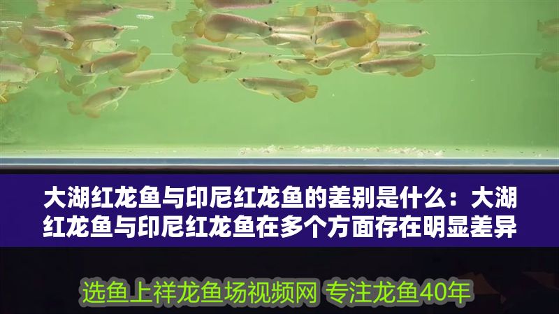 大湖紅龍魚與印尼紅龍魚的差別是什么：大湖紅龍魚與印尼紅龍魚在多個方面存在明顯差異