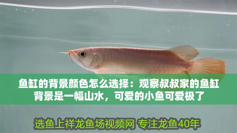 魚缸的背景顏色怎么選擇：觀察叔叔家的魚缸背景是一幅山水，可愛的小魚可愛極了