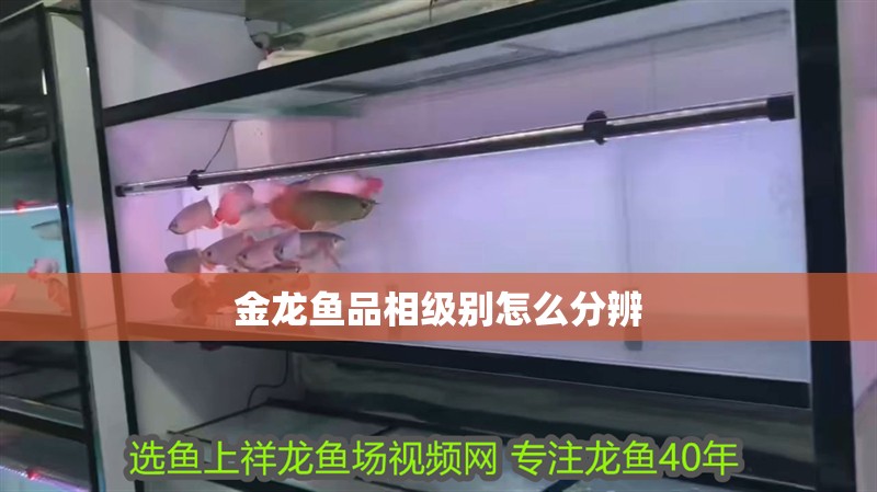 金龍魚品相級別怎么分辨