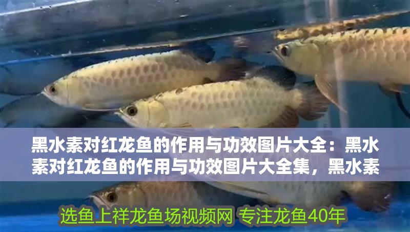黑水素對紅龍魚的作用與功效圖片大全：黑水素對紅龍魚的作用與功效圖片大全集，黑水素對紅龍魚作用與功效圖片大全集