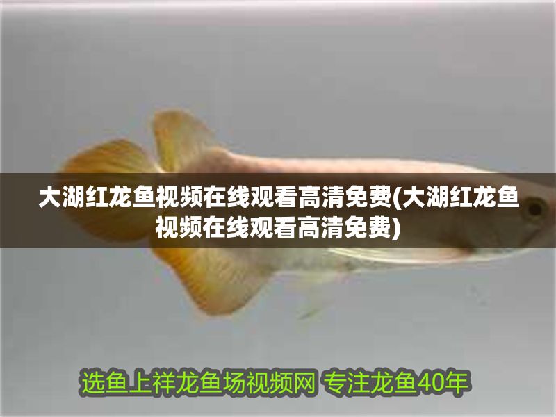 大湖紅龍魚視頻在線觀看高清免費(fèi)(大湖紅龍魚視頻在線觀看高清免費(fèi))