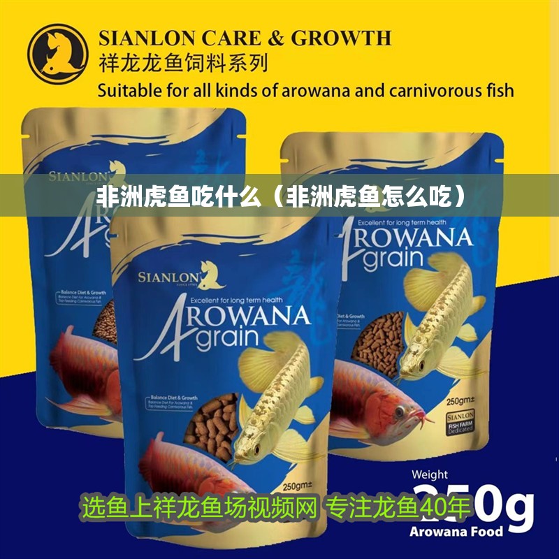 非洲虎魚吃什么（非洲虎魚怎么吃）