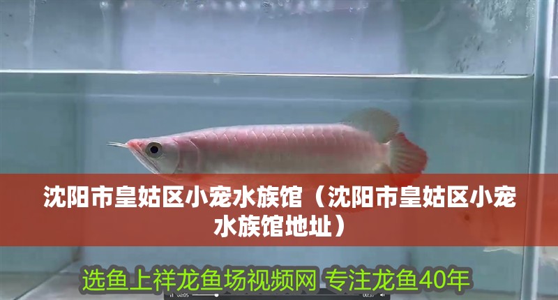 沈陽市皇姑區小寵水族館（沈陽市皇姑區小寵水族館地址） 沈陽市皇姑區小寵水族館（沈陽市皇姑區小寵水族館地址） 全國水族館企業名錄 第2張