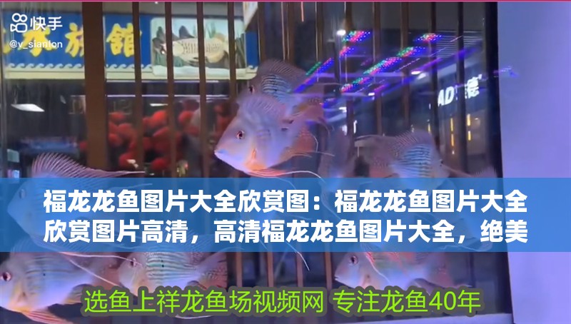 福龍龍魚圖片大全欣賞圖：福龍龍魚圖片大全欣賞圖片高清，高清福龍龍魚圖片大全，絕美觀賞圖鑒