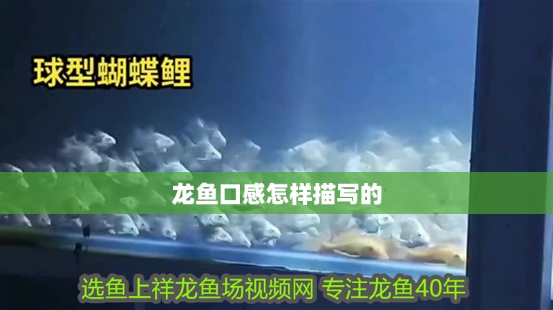 龍魚口感怎樣描寫的