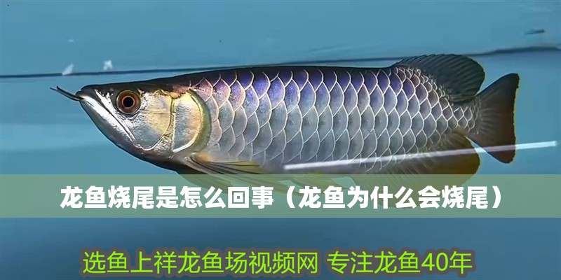 龍魚燒尾是怎么回事（龍魚為什么會燒尾）