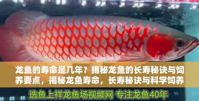 龍魚的壽命是幾年？揭秘龍魚的長壽秘訣與飼養要點，揭秘龍魚壽命，長壽秘訣與科學飼養全指南