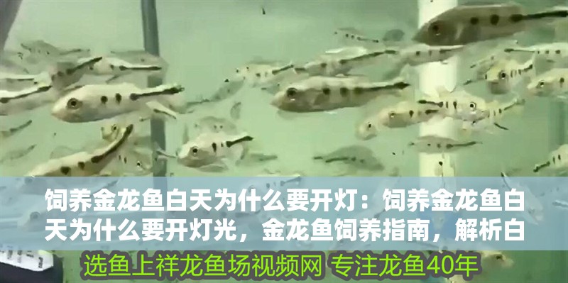 飼養金龍魚白天為什么要開燈：飼養金龍魚白天為什么要開燈光，金龍魚飼養指南，解析白天開