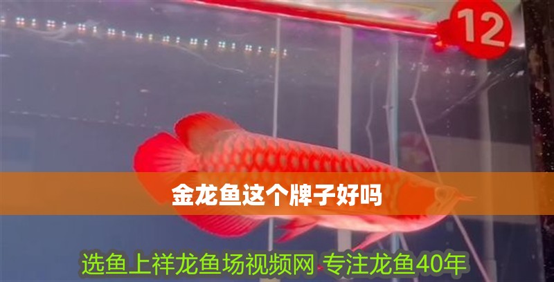 金龍魚這個(gè)牌子好嗎