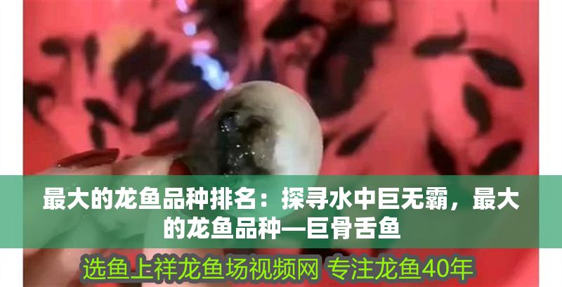 最大的龍魚品種排名：探尋水中巨無霸，最大的龍魚品種—巨骨舌魚