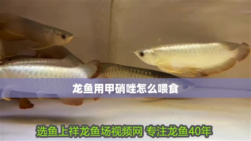 龍魚用甲硝唑怎么喂食