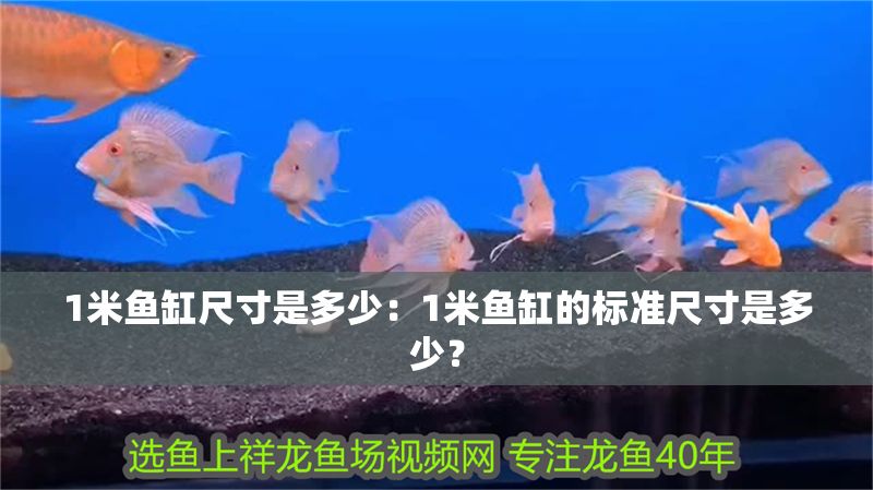 1米魚缸尺寸是多少：1米魚缸的標準尺寸是多少？