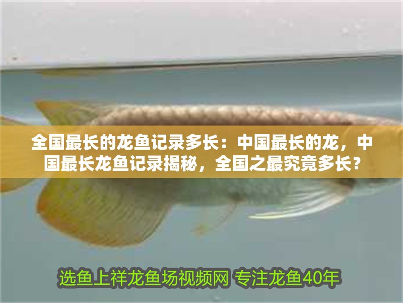 全國最長的龍魚記錄多長：中國最長的龍，中國最長龍魚記錄揭秘，全國之最究竟多長？