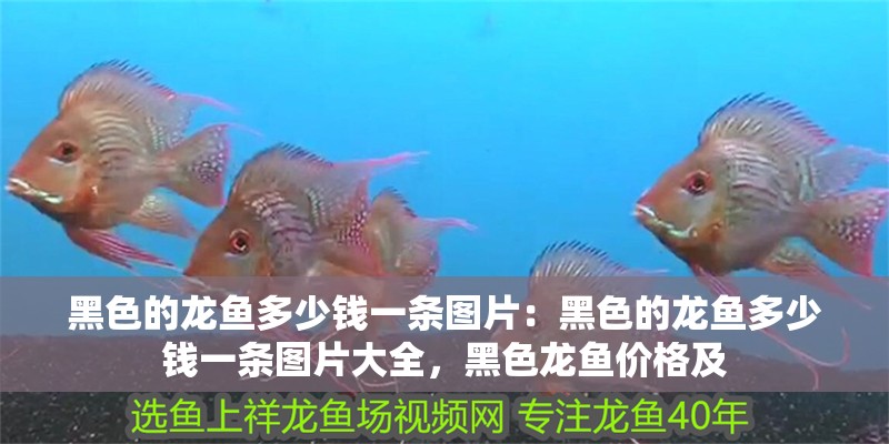 黑色的龍魚多少錢一條圖片：黑色的龍魚多少錢一條圖片大全，黑色龍魚價格及 黑色的龍魚多少錢一條圖片：黑色的龍魚多少錢一條圖片大全，黑色龍魚價格及 水族問答