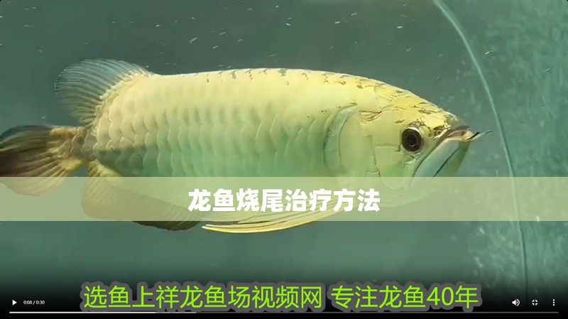 龍魚燒尾治療方法