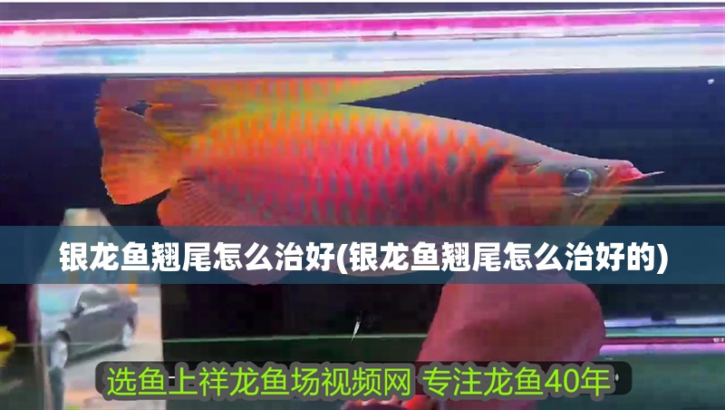銀龍魚翹尾怎么治好(銀龍魚翹尾怎么治好的)