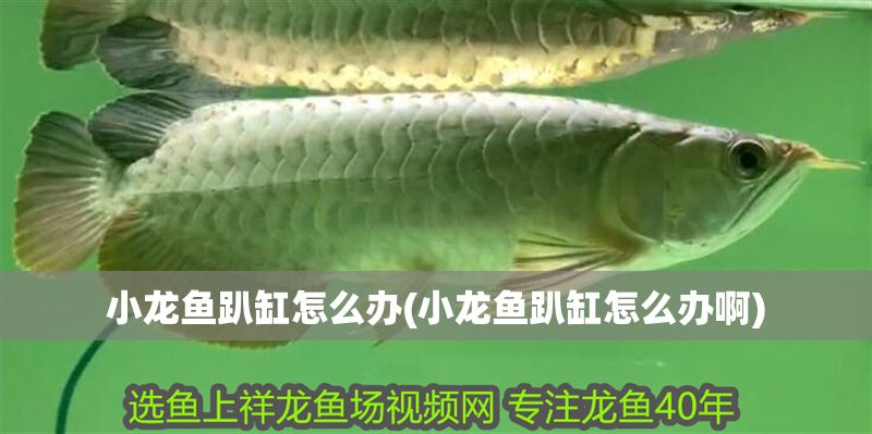 小龍魚趴缸怎么辦(小龍魚趴缸怎么辦啊)