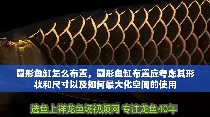 魚缸用增氧泵價格是多少:魚缸增氧機-xtrac增氧機-xtrac增氧機 圓形魚缸怎么布置,圓形魚缸布置應考慮其形狀和尺寸以及如何最大化空間的使用 魚缸百科 圓形魚缸怎么布置,圓形魚缸布置應考慮其形狀和尺寸以及如何最大化空間的使用 圓形魚缸怎么布置,圓形魚缸布置應考慮其形狀和尺寸以及如何最大化空間的使用 魚缸百科