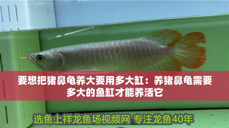 要想把豬鼻龜養大要用多大缸：養豬鼻龜需要多大的魚缸才能養活它