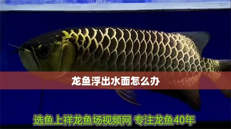 龍魚浮出水面怎么辦