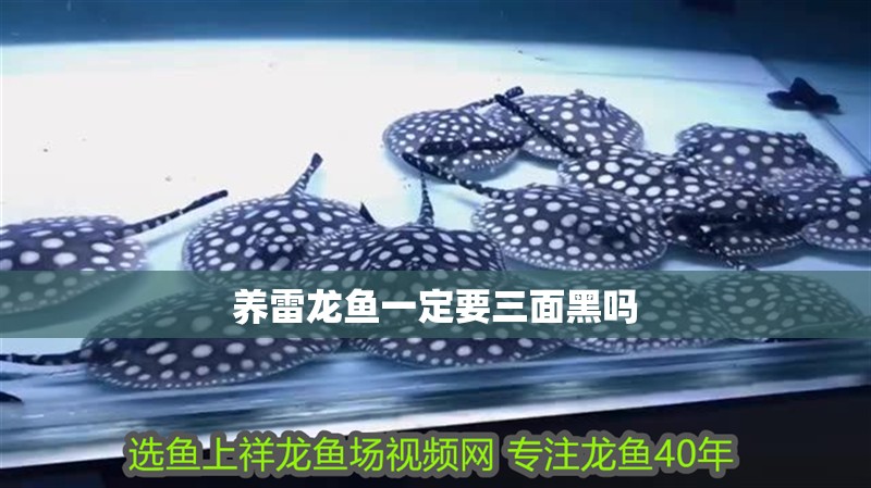 養雷龍魚一定要三面黑嗎