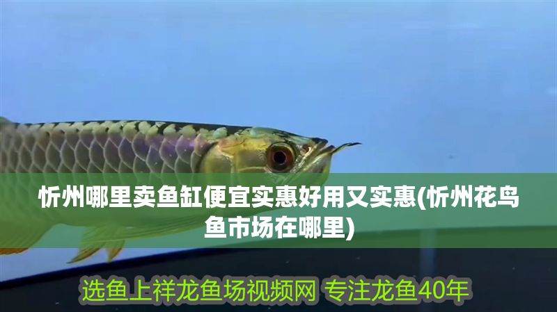 忻州哪里賣魚缸便宜實(shí)惠好用又實(shí)惠(忻州花鳥魚市場(chǎng)在哪里)