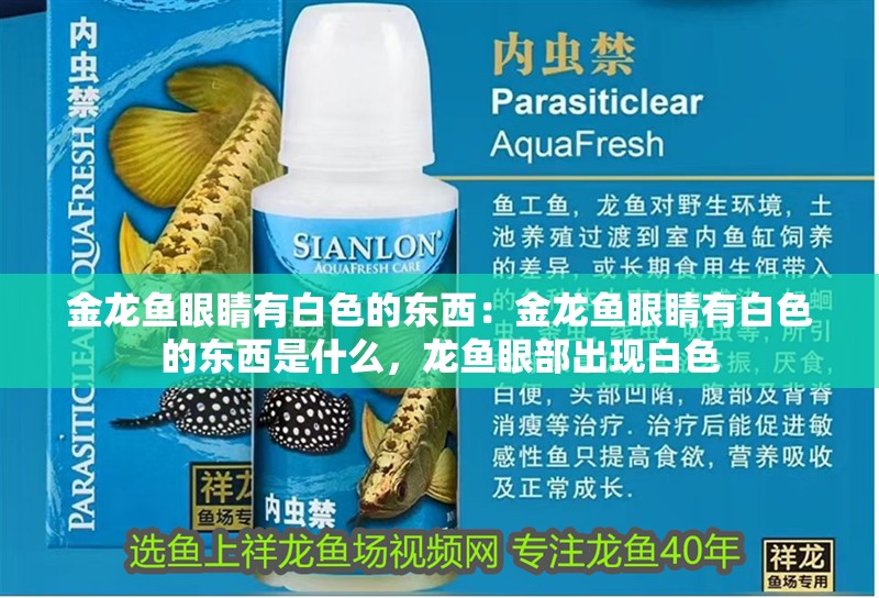 金龍魚眼睛有白色的東西：金龍魚眼睛有白色的東西是什么，龍魚眼部出現白色