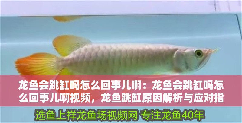 龍魚(yú)會(huì)跳缸嗎怎么回事兒啊：龍魚(yú)會(huì)跳缸嗎怎么回事兒啊視頻，龍魚(yú)跳缸原因解析與應(yīng)對(duì)指南