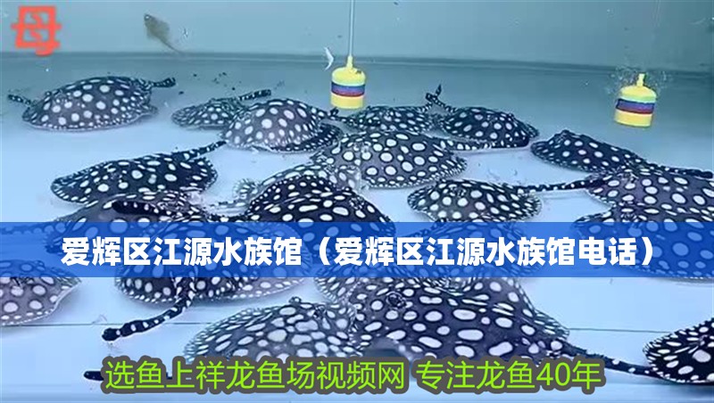 愛輝區江源水族館（愛輝區江源水族館電話）