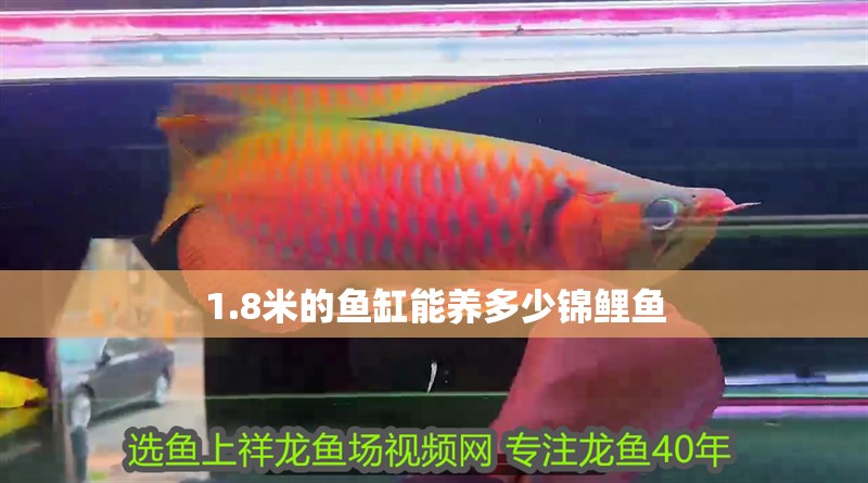 1.8米的魚缸能養(yǎng)多少錦鯉魚
