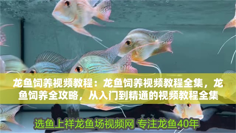 龍魚飼養視頻教程：龍魚飼養視頻教程全集，龍魚飼養全攻略，從入門到精通的視頻教程全集