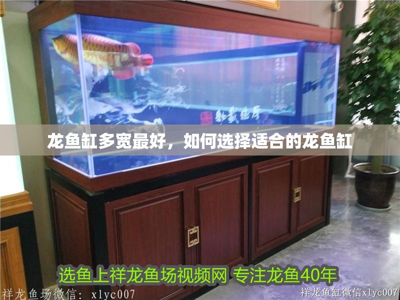 龍魚缸多寬最好，如何選擇適合的龍魚缸