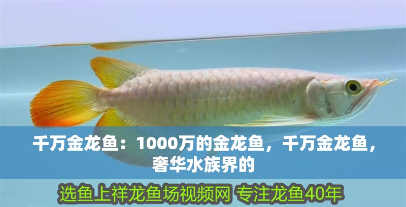 千萬金龍魚：1000萬的金龍魚，千萬金龍魚，奢華水族界的 千萬金龍魚：1000萬的金龍魚，千萬金龍魚，奢華水族界的 水族問答
