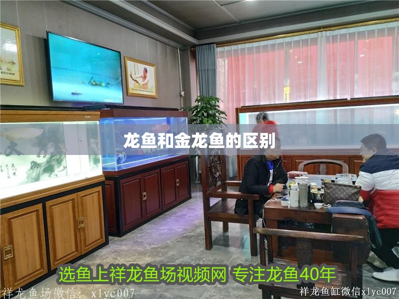 龍魚和金龍魚的區別