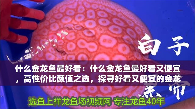 什么金龍魚(yú)最好看：什么金龍魚(yú)最好看又便宜，高性價(jià)比顏值之選，探尋好看又便宜的金龍魚(yú)品種