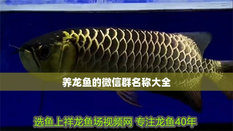養龍魚的微信群名稱大全 養龍魚的微信群名稱大全 龍魚百科