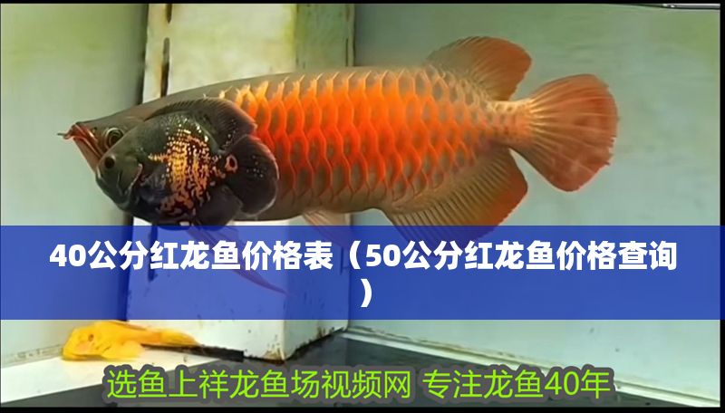 40公分紅龍魚價格表（50公分紅龍魚價格查詢）