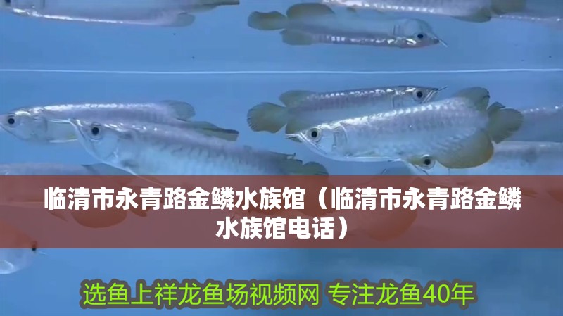 臨清市永青路金鱗水族館（臨清市永青路金鱗水族館電話） 臨清市永青路金鱗水族館（臨清市永青路金鱗水族館電話） 全國水族館企業名錄 第2張