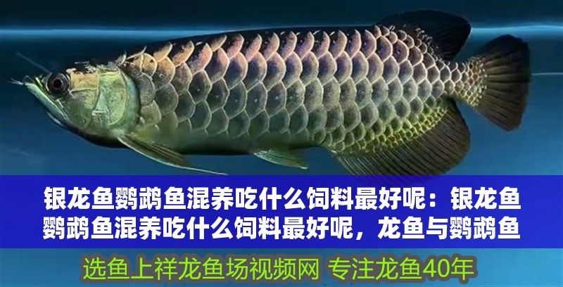 銀龍魚鸚鵡魚混養吃什么飼料最好呢：銀龍魚鸚鵡魚混養吃什么飼料最好呢，龍魚與鸚鵡魚混養的最佳飼料