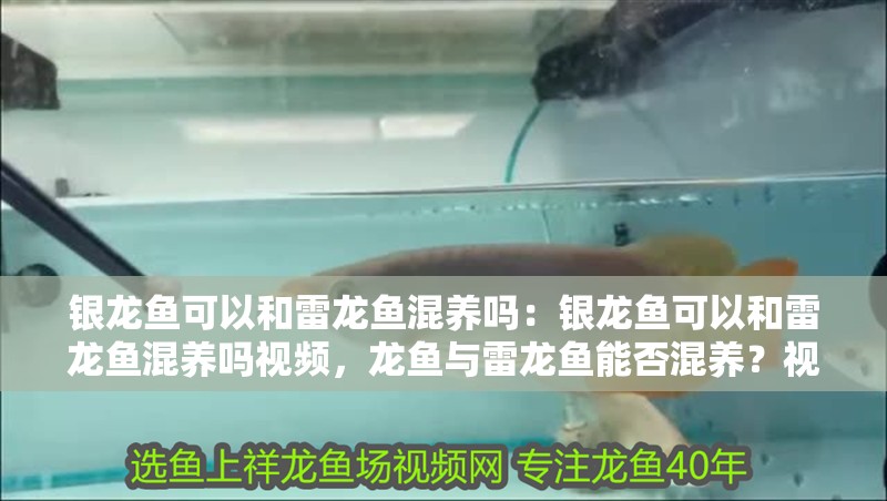銀龍魚可以和雷龍魚混養嗎：銀龍魚可以和雷龍魚混養嗎視頻，龍魚與雷龍魚能否混養？視頻解答來了！
