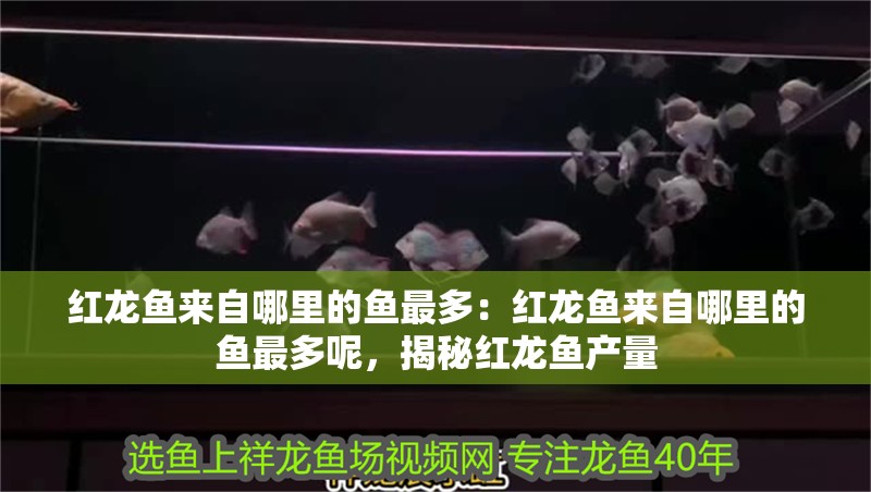 紅龍魚來自哪里的魚最多：紅龍魚來自哪里的魚最多呢，揭秘紅龍魚產量 紅龍魚來自哪里的魚最多：紅龍魚來自哪里的魚最多呢，揭秘紅龍魚產量 水族問答