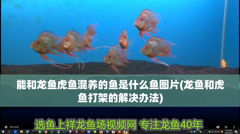 能和龍魚虎魚混養的魚是什么魚圖片(龍魚和虎魚打架的解決辦法)